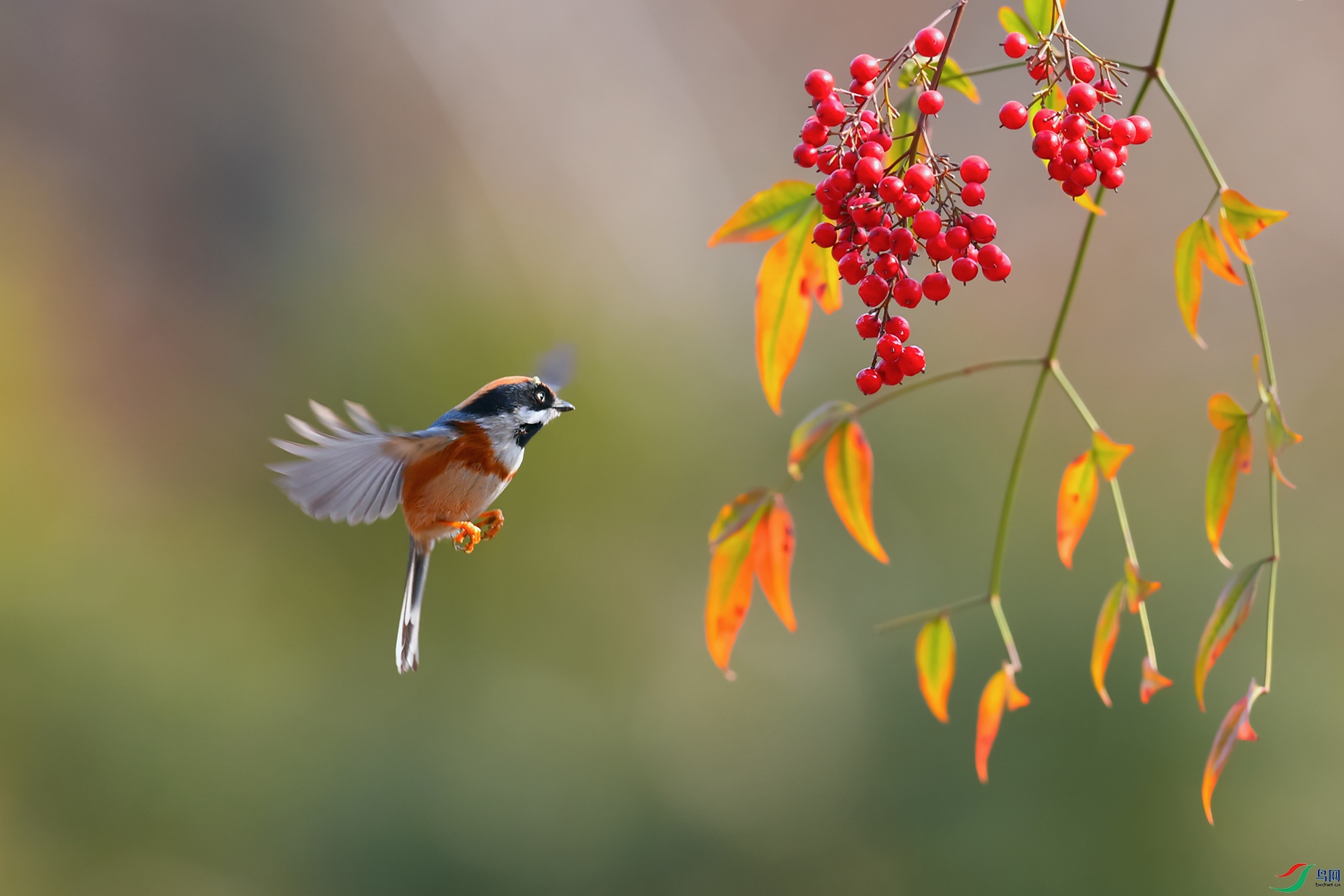 DSC_9643_DxOa.jpg