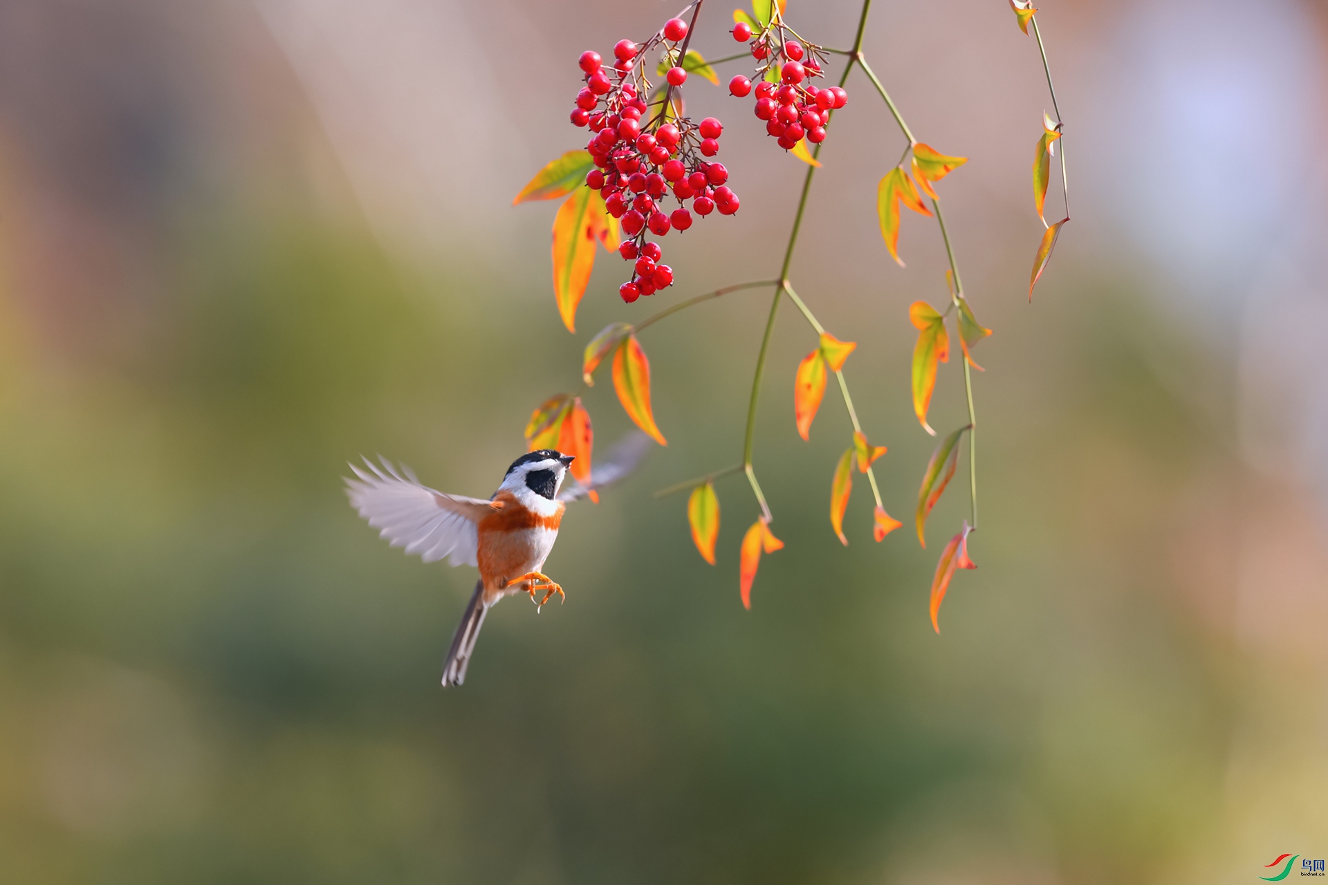 DSC_9560_DxOa.jpg