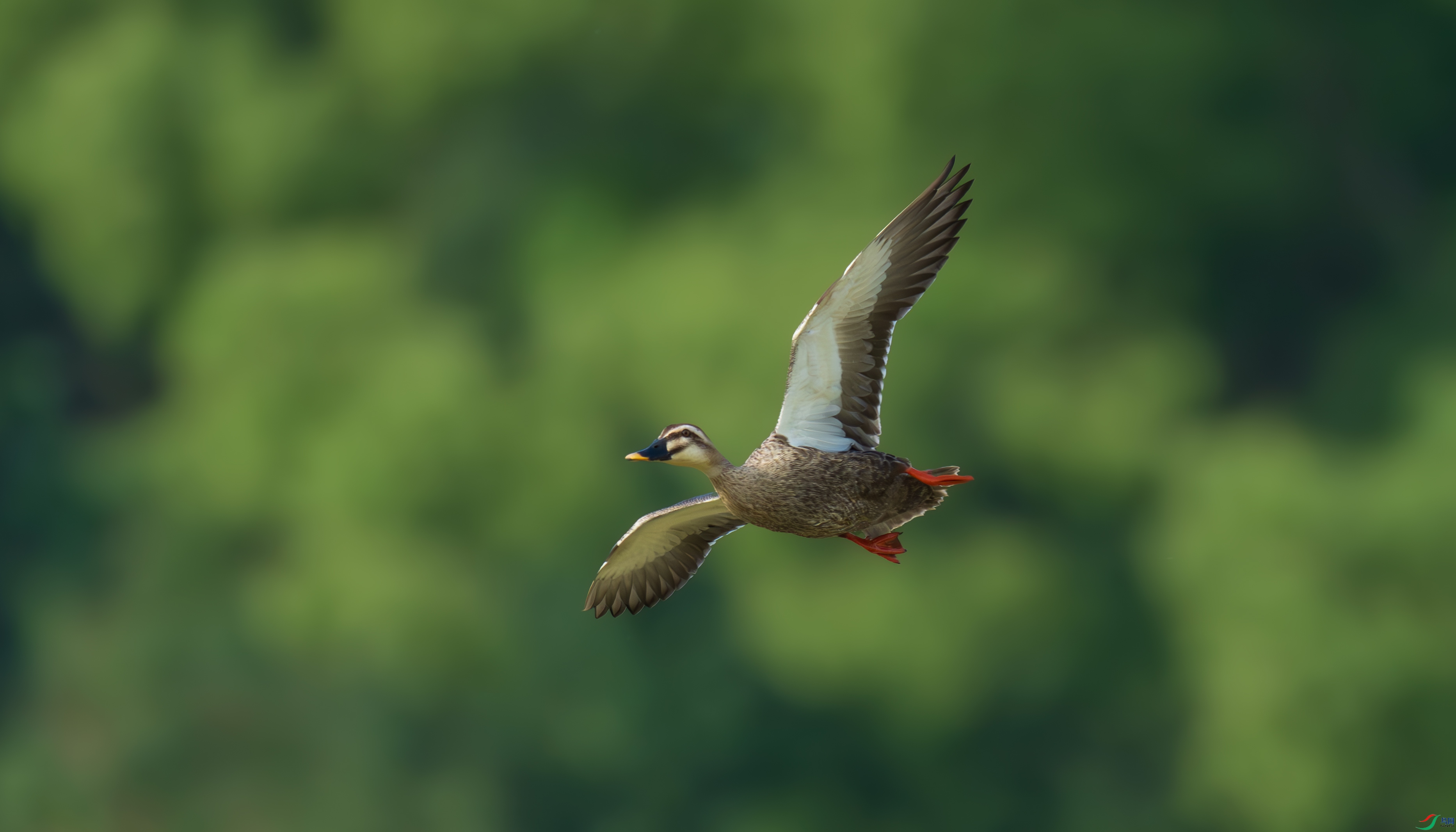 DSC_3011.jpg