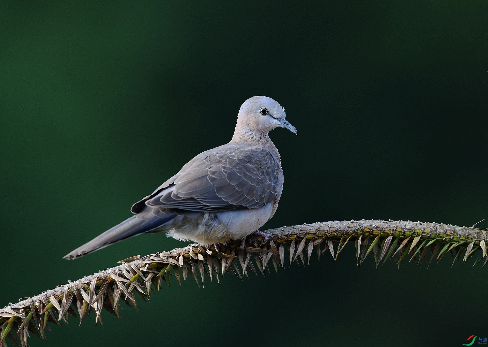 DSC_1663.jpg