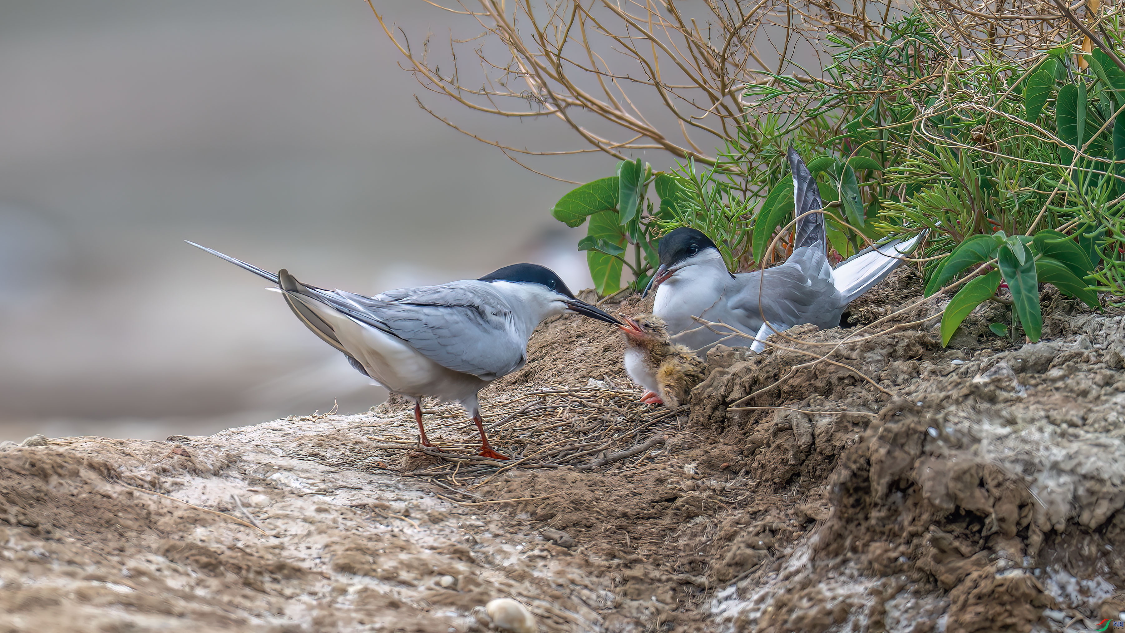DSC_4922.jpg