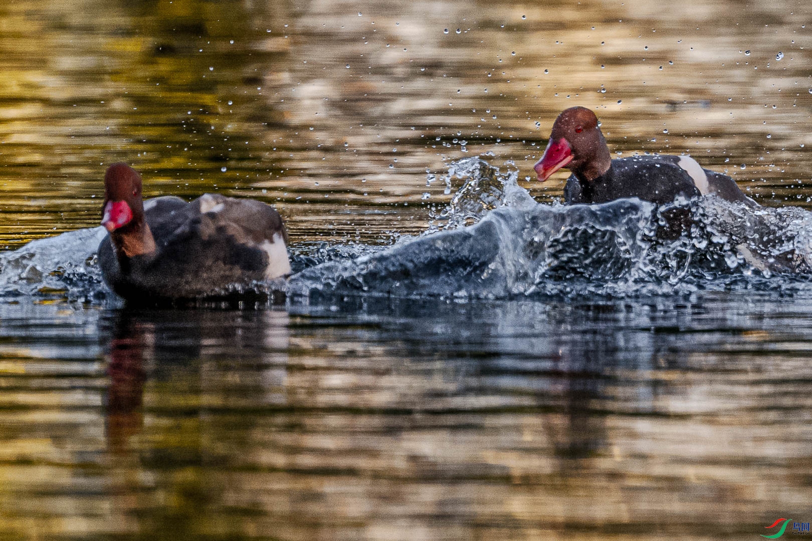 DSC_5306.jpg