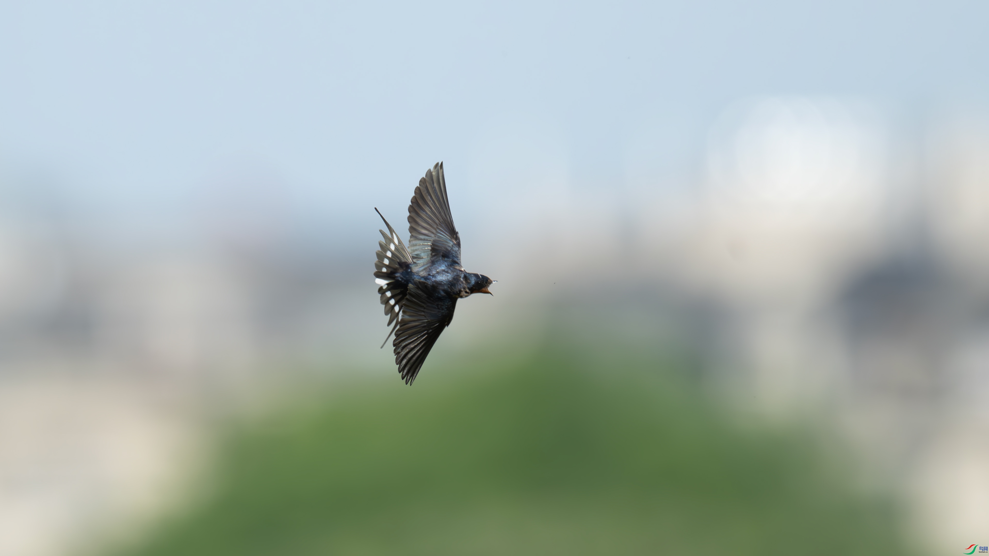 DSC_2352.jpg