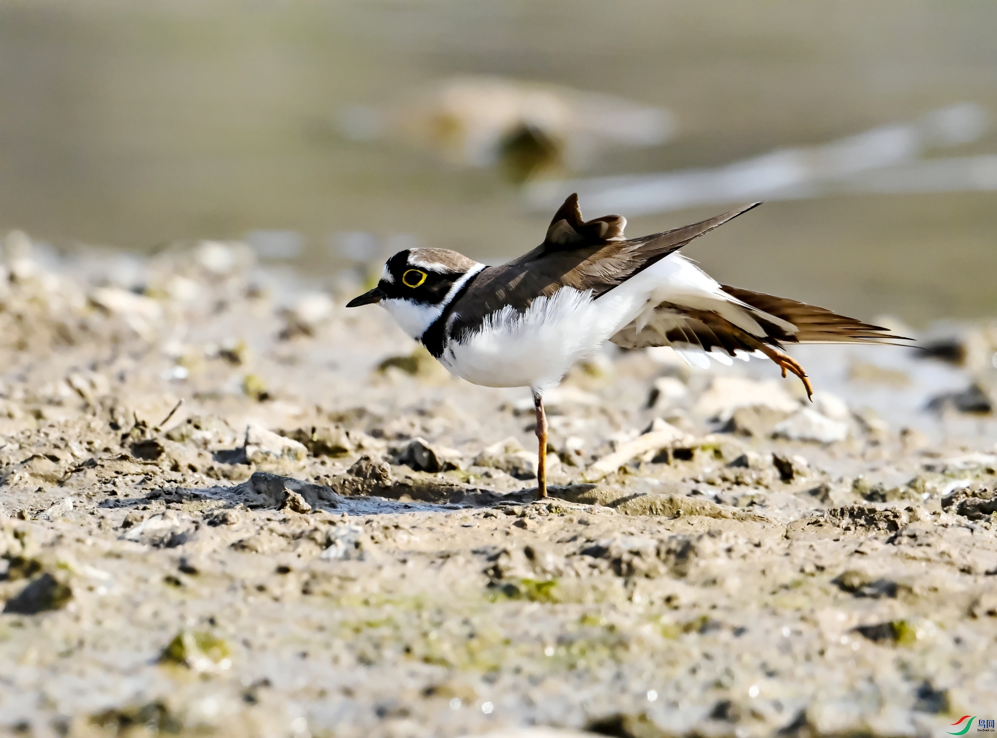DSC_2496---_conew1.jpg