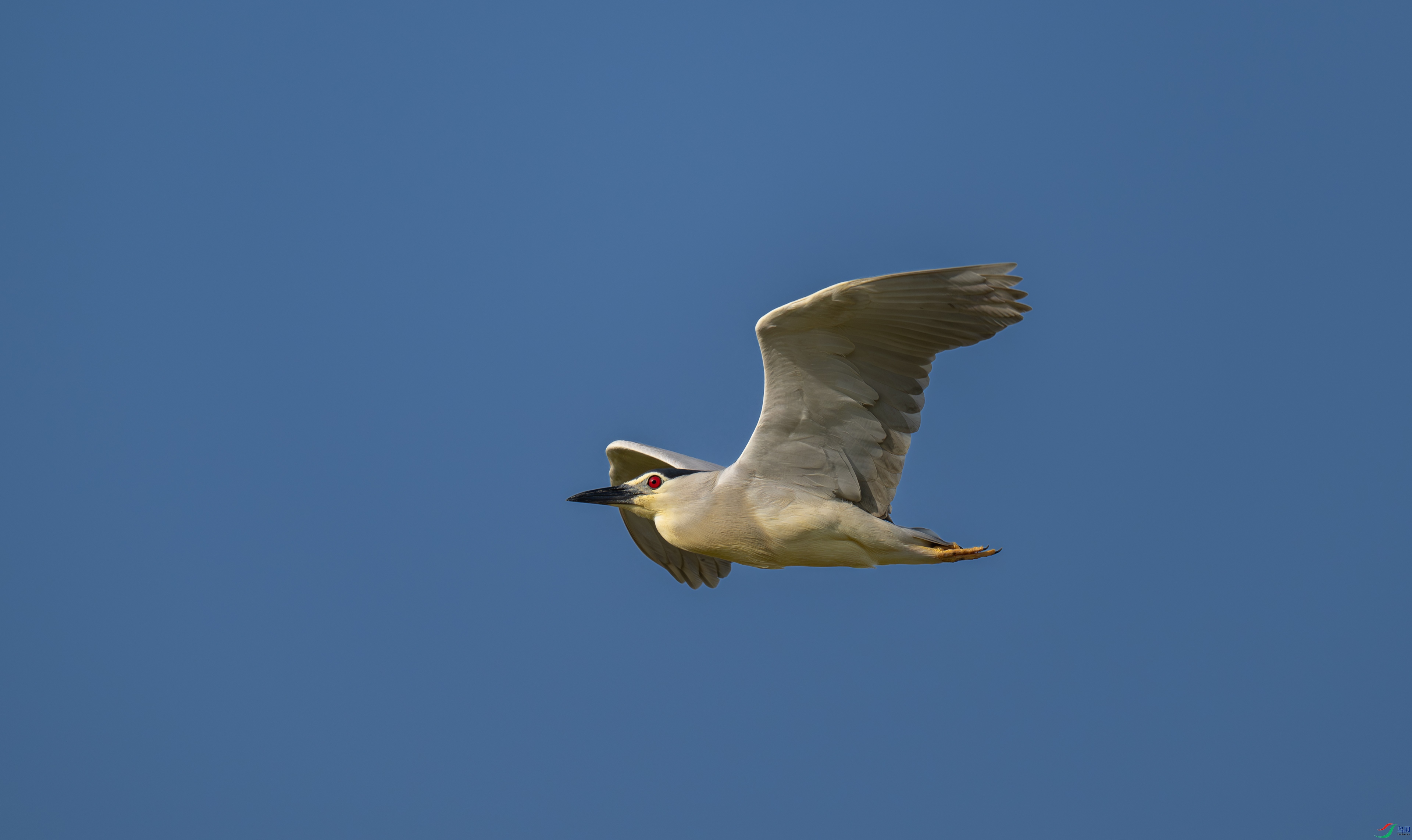 DSC_9952.jpg