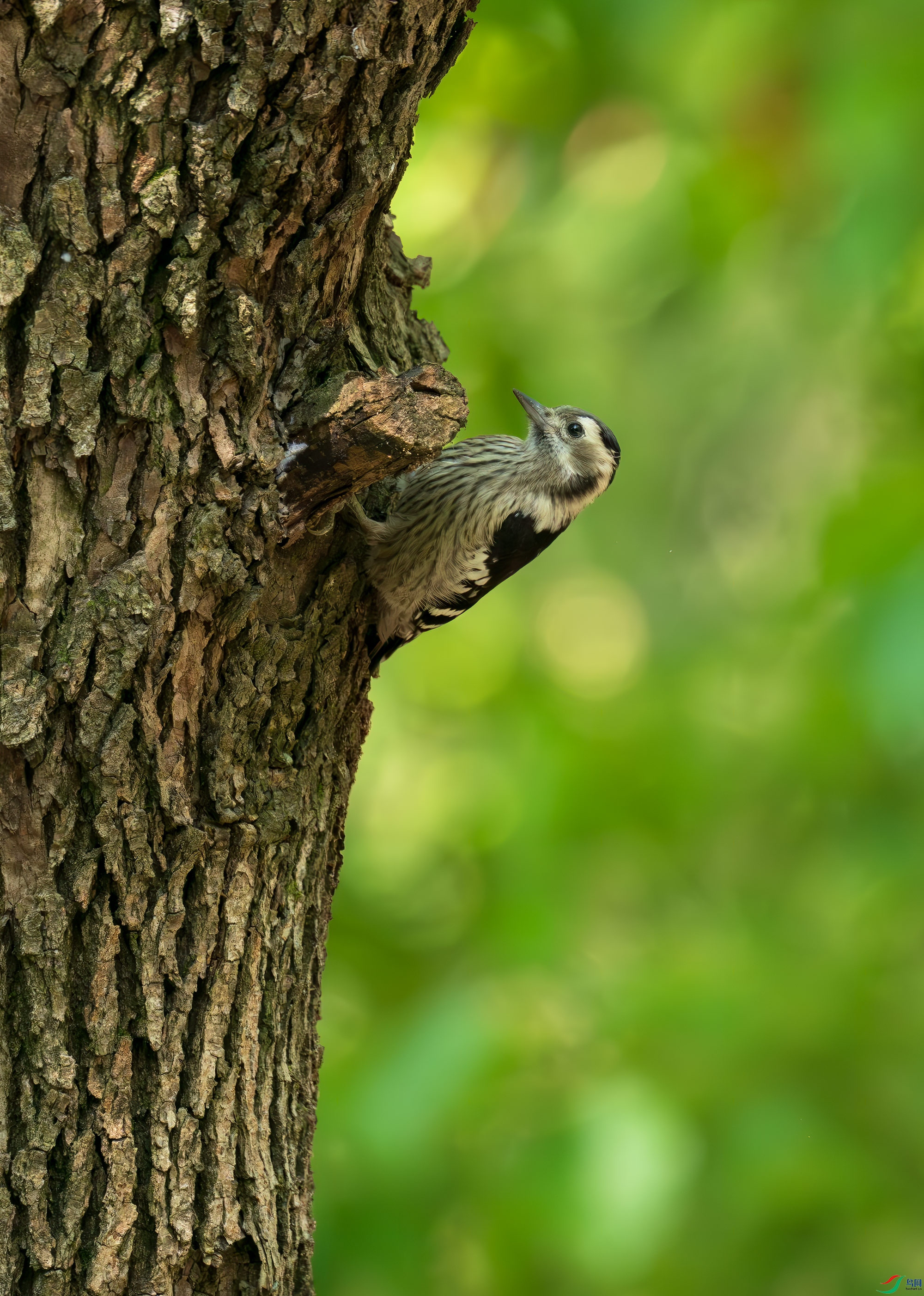 DSC_9821.jpg