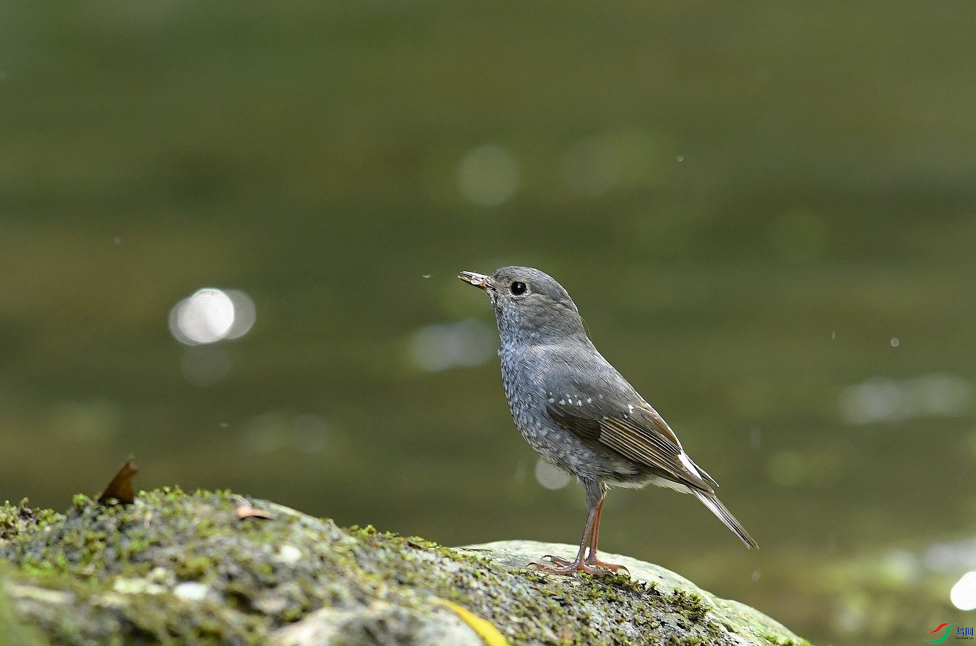 DSC_2332.jpg
