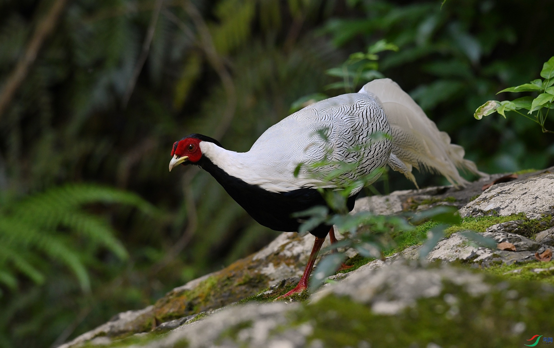 DSC_2446.jpg