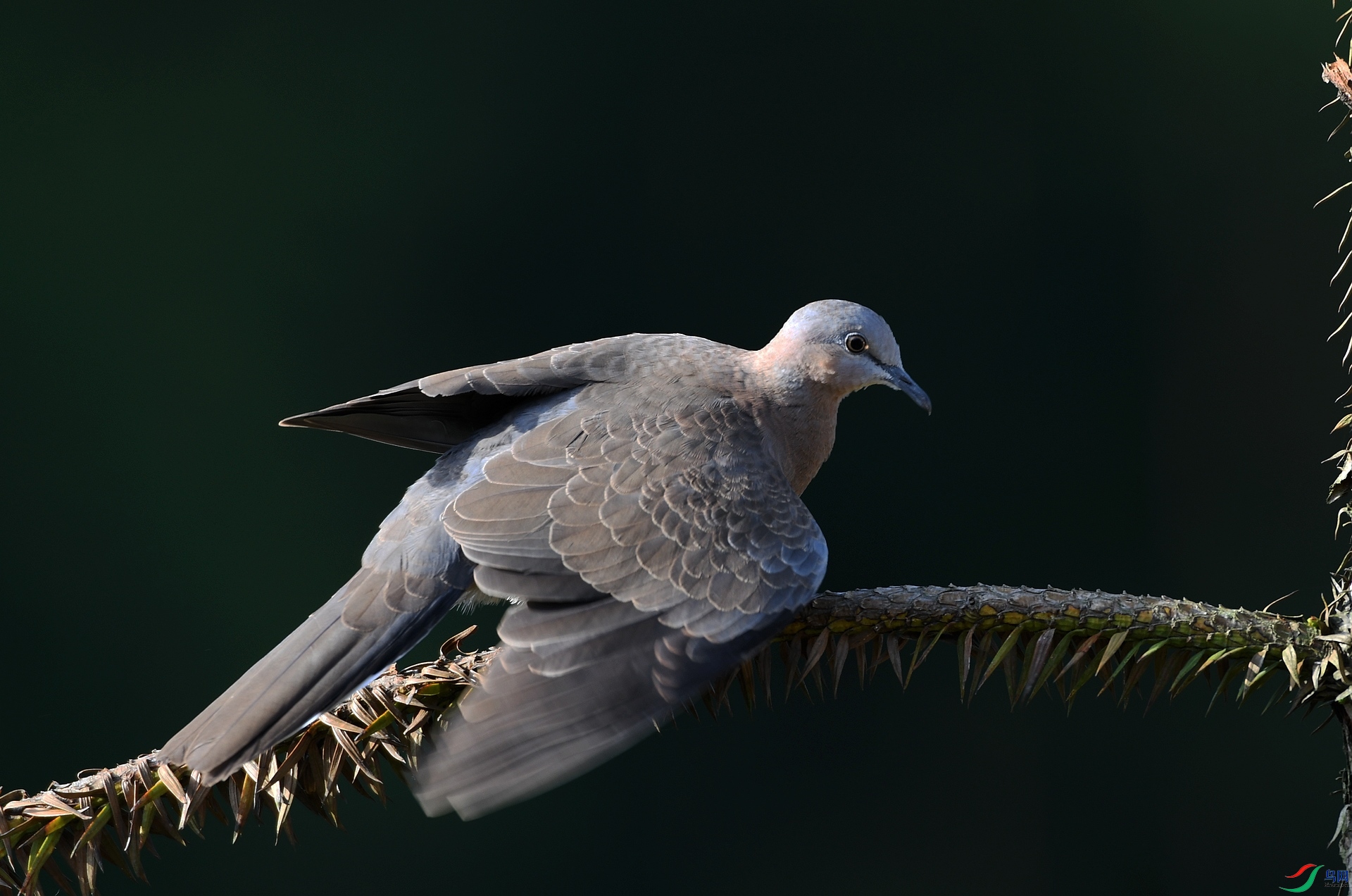 DSC_1696.jpg
