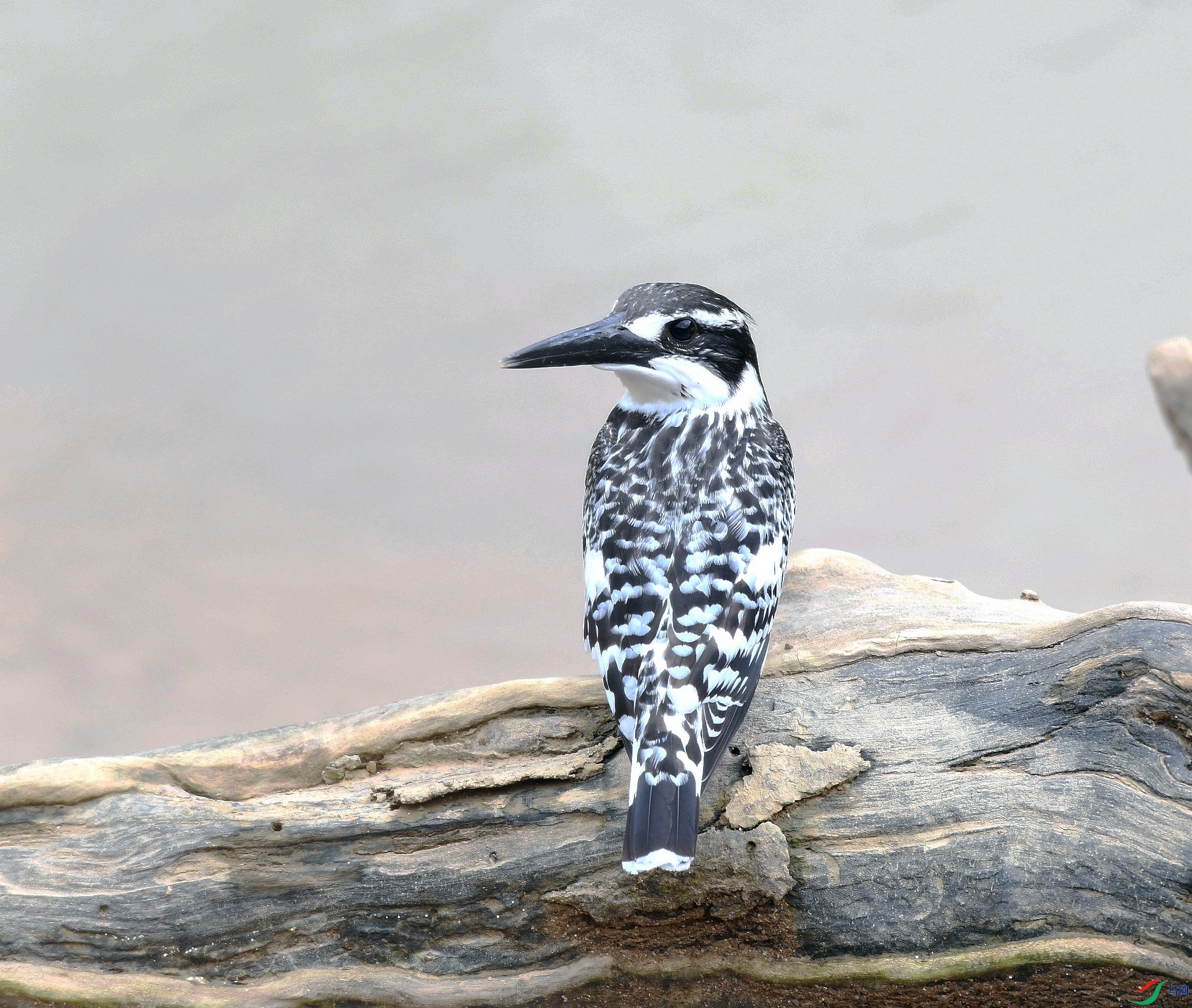 DSC_7976.jpg