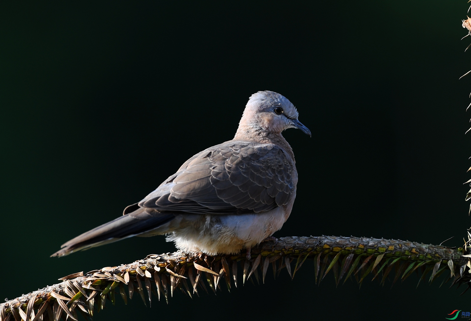 DSC_1722.jpg