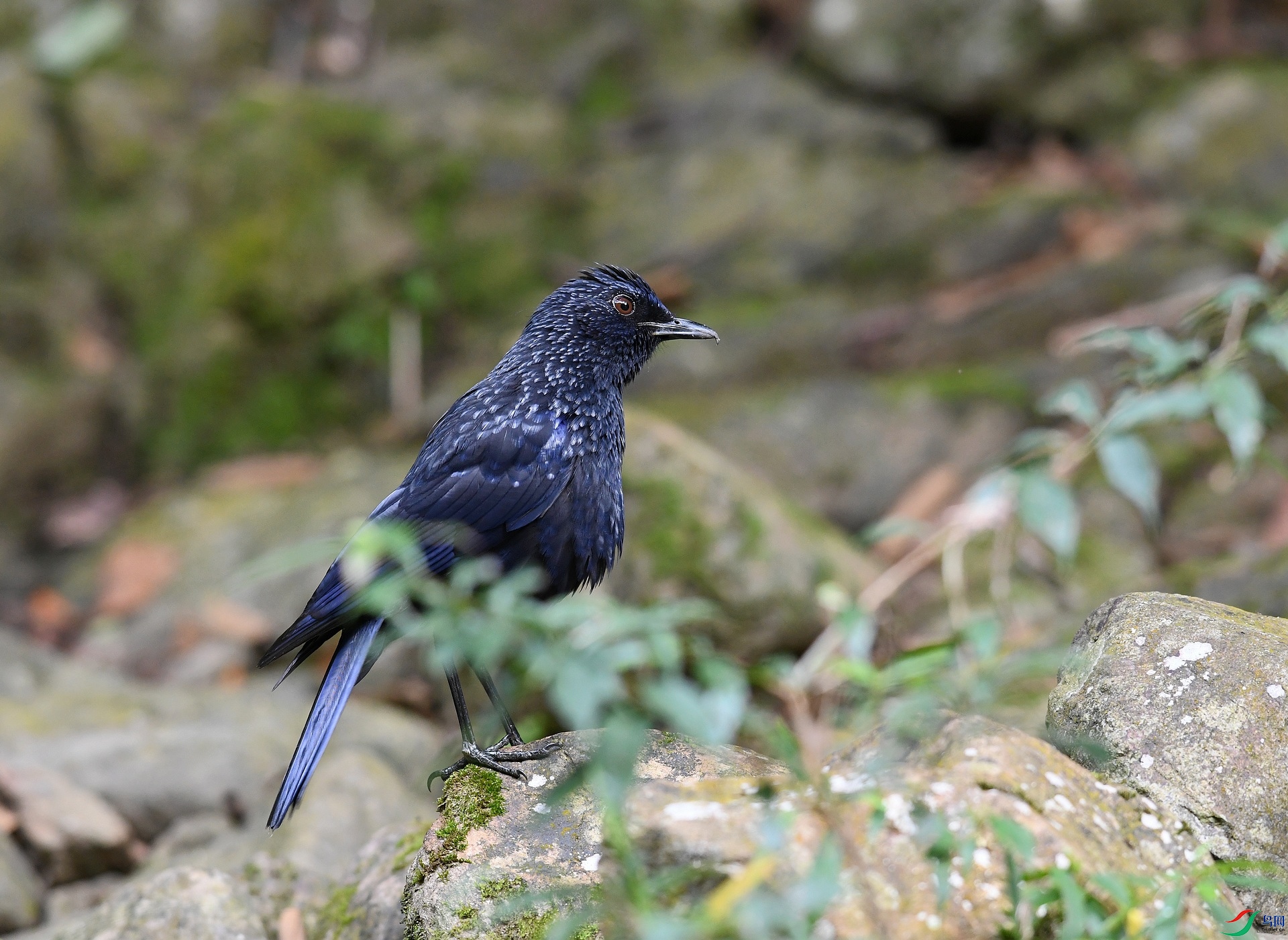 DSC_5817.jpg