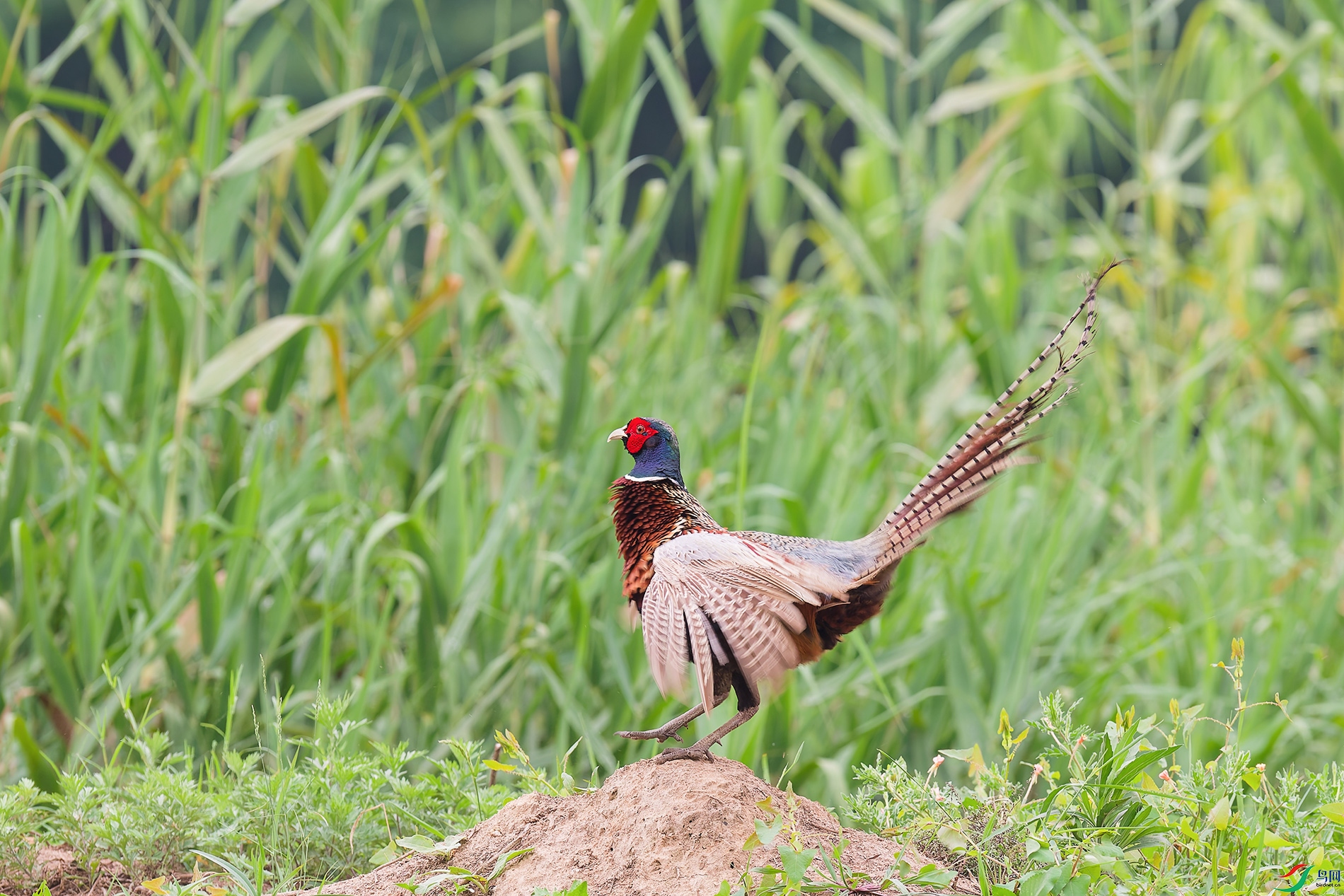 DSC_6907_DxO_DxOa.jpg