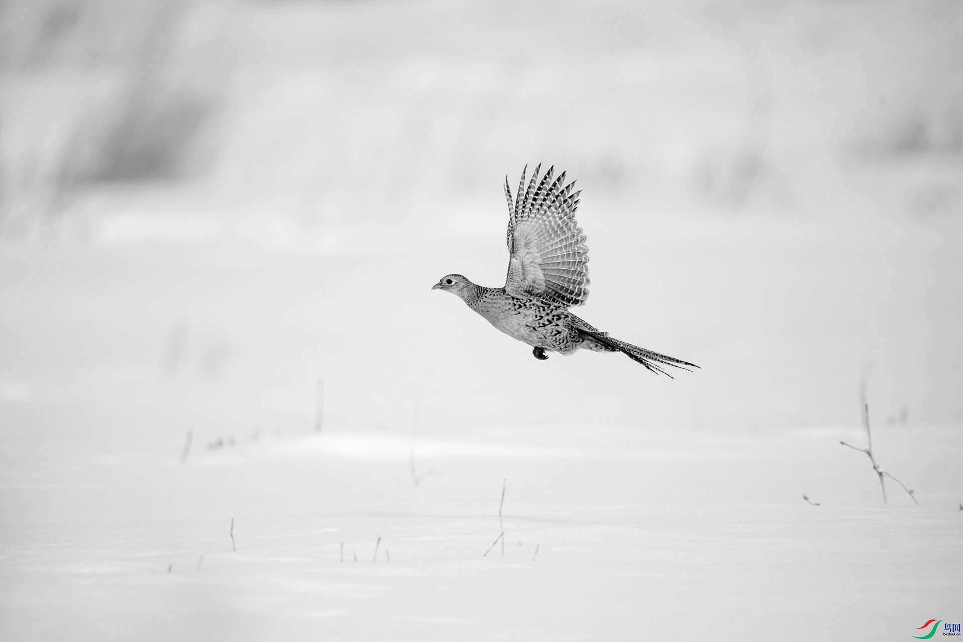 _DSC53470.jpg