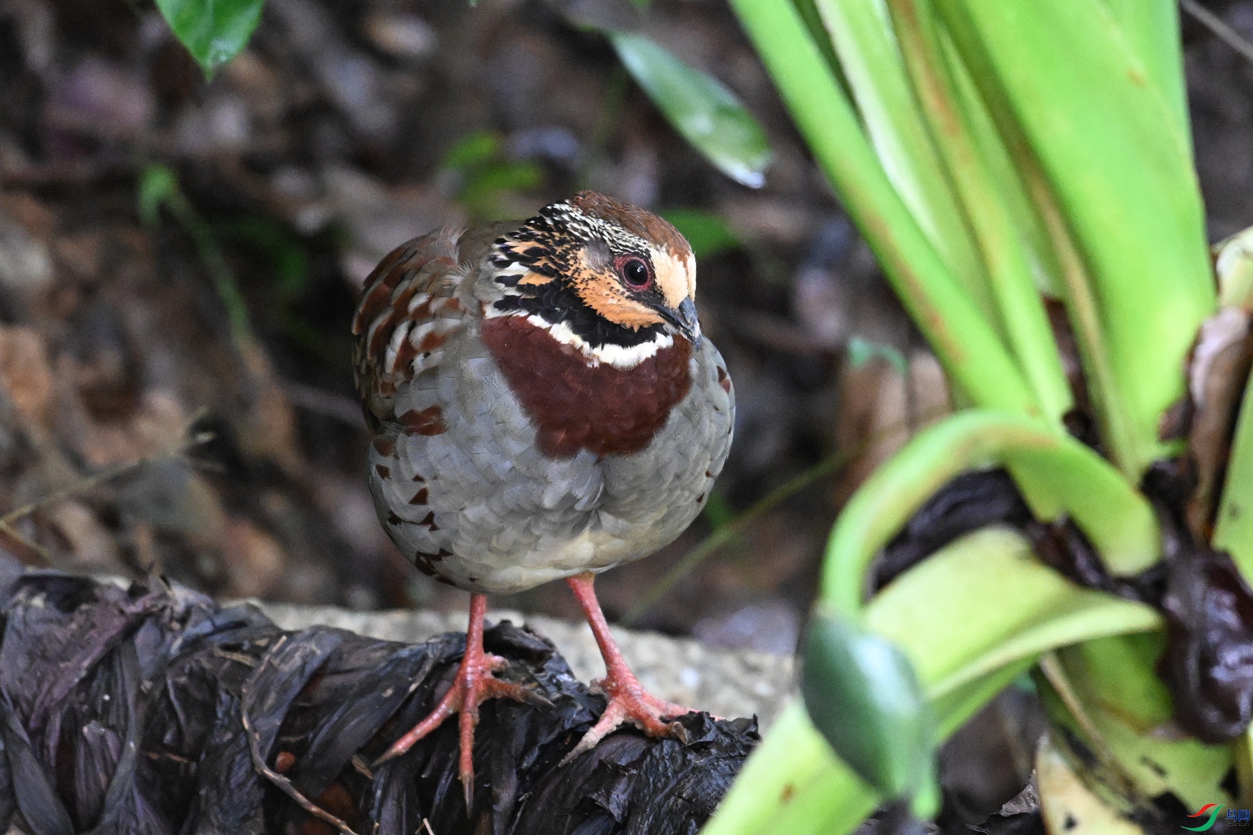 DSC_3740.JPG