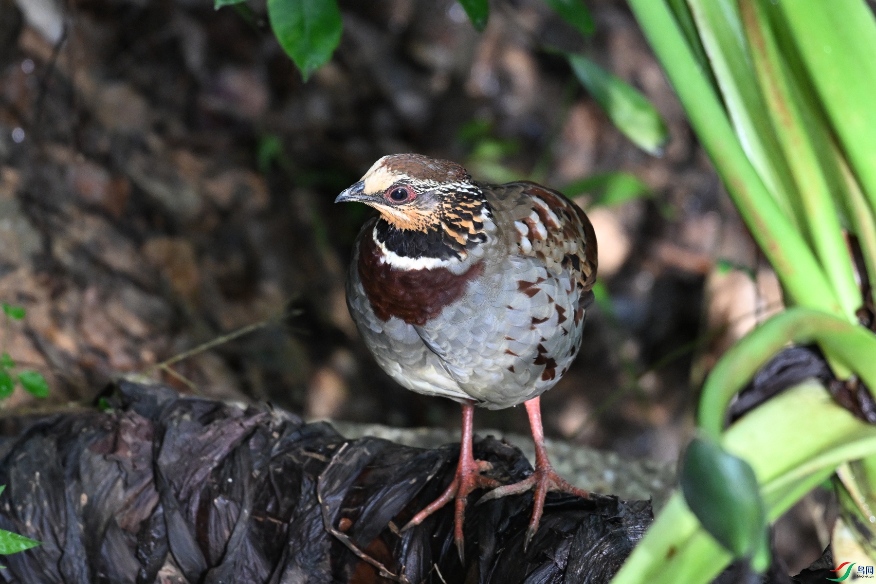 DSC_3779.JPG