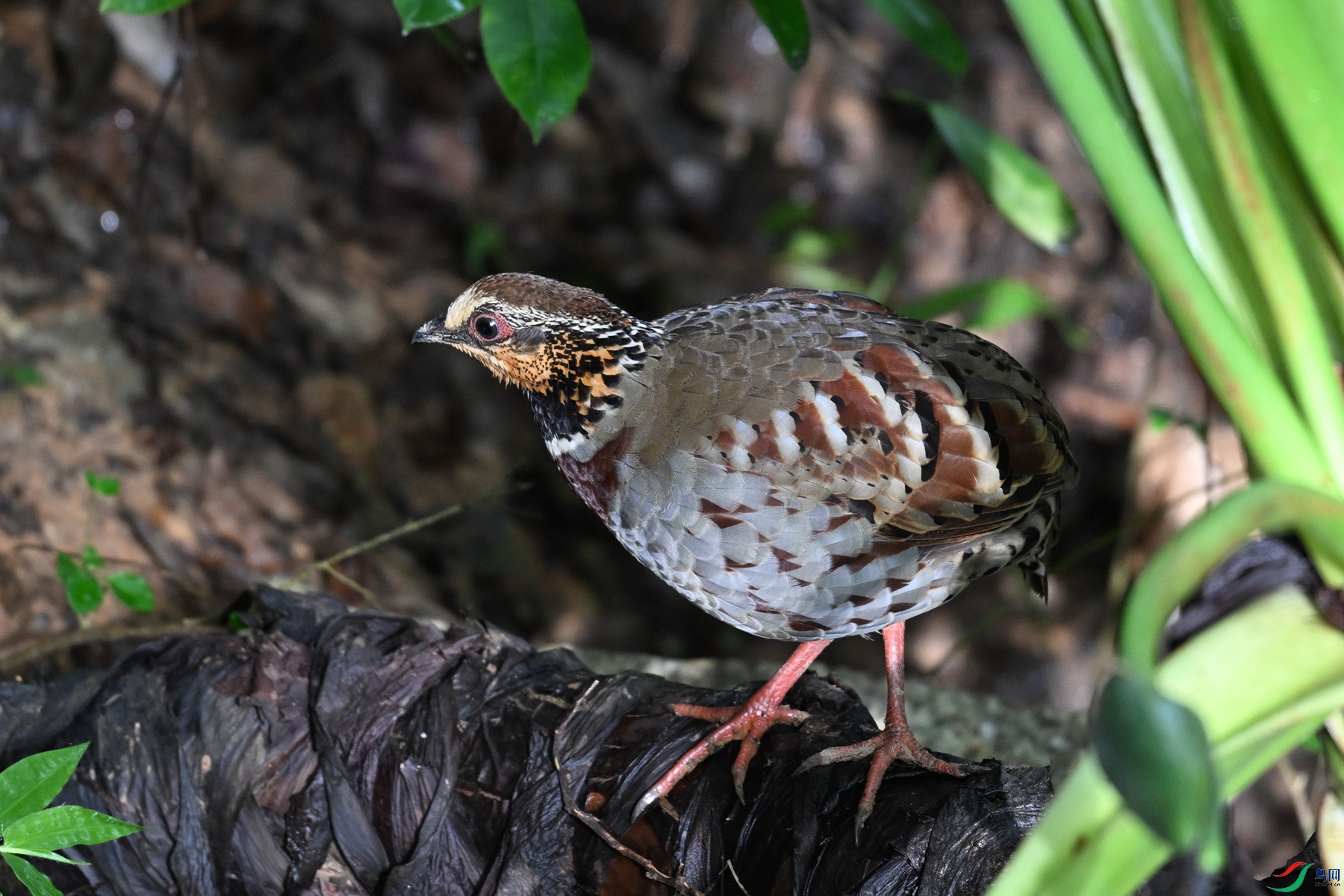 DSC_3792.JPG