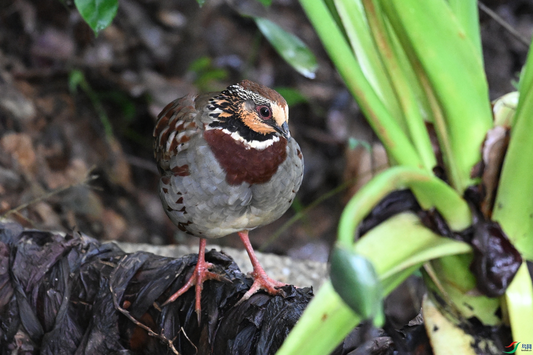 DSC_3743.JPG
