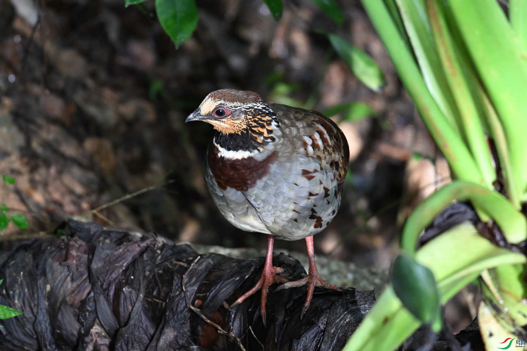 DSC_3781.JPG
