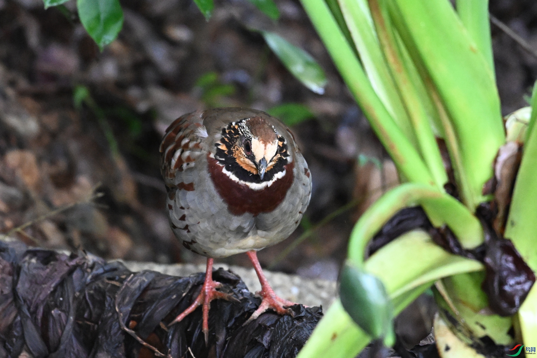 DSC_3746.JPG