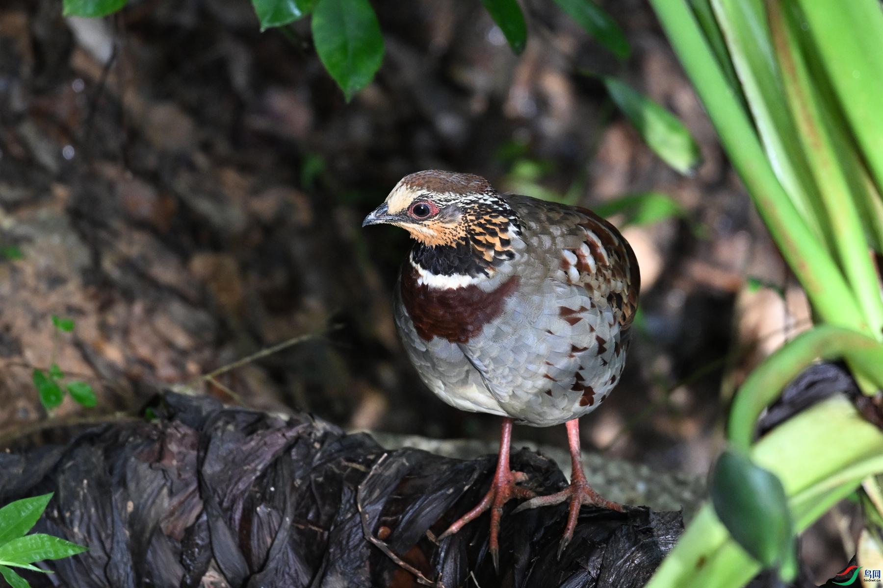 DSC_3783.JPG