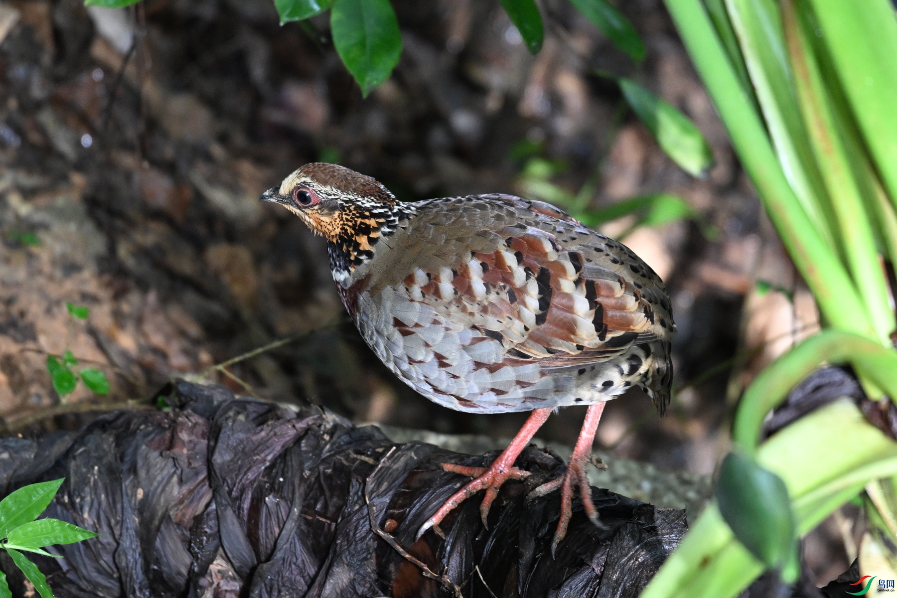 DSC_3798.JPG