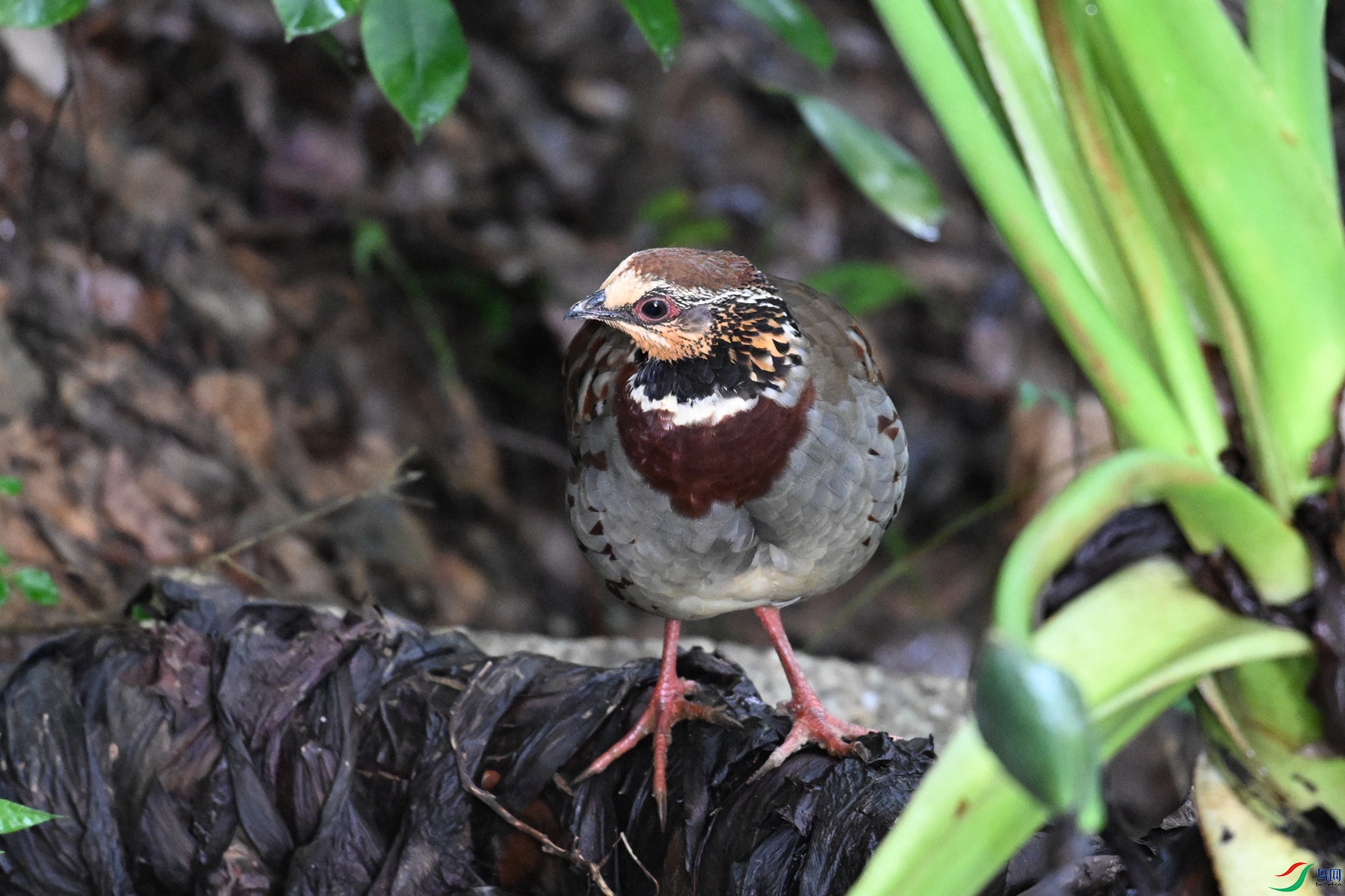 DSC_3749.JPG