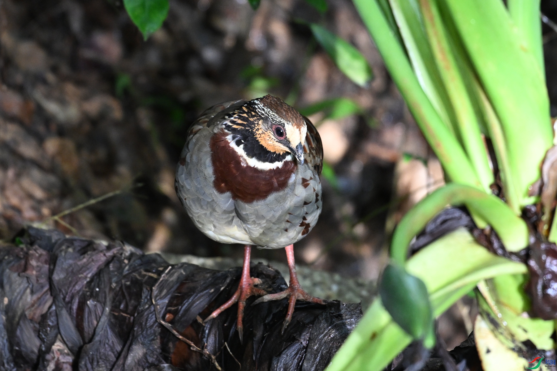 DSC_3786.JPG