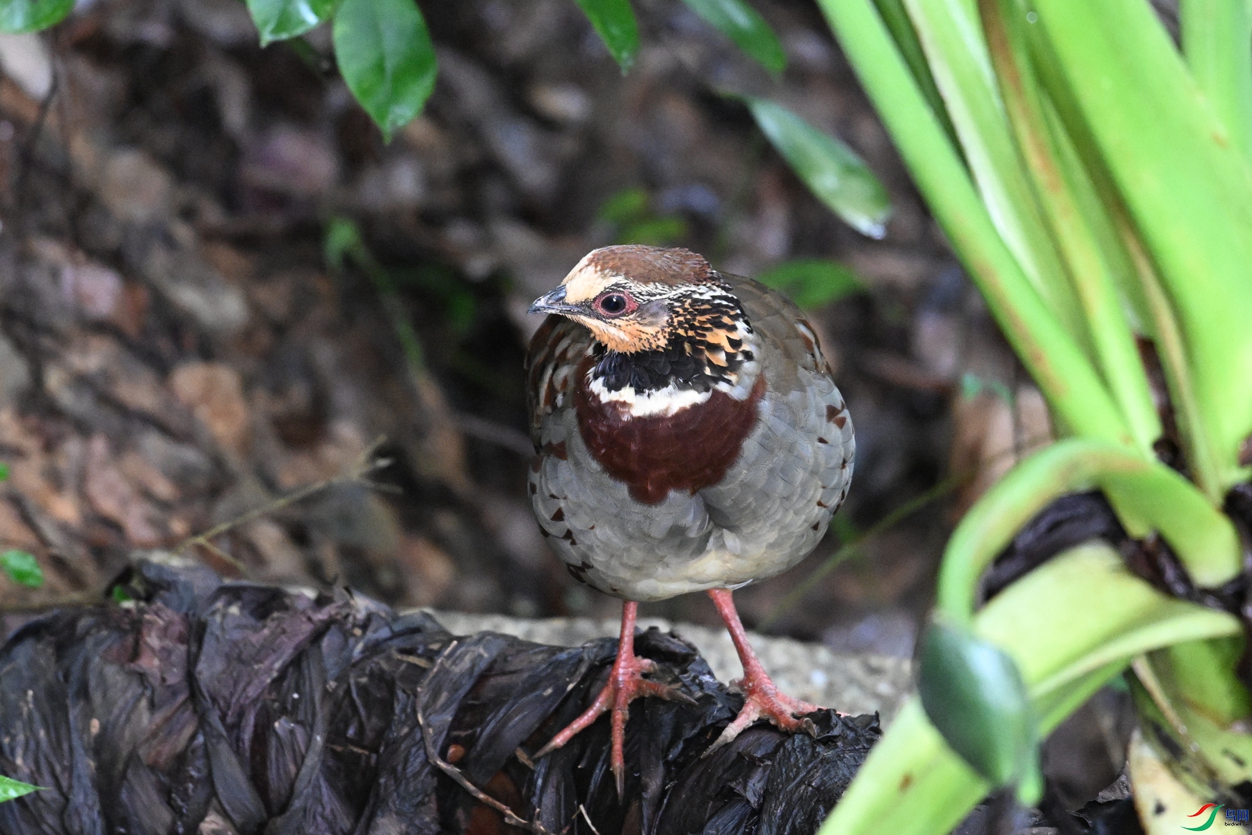DSC_3754.JPG