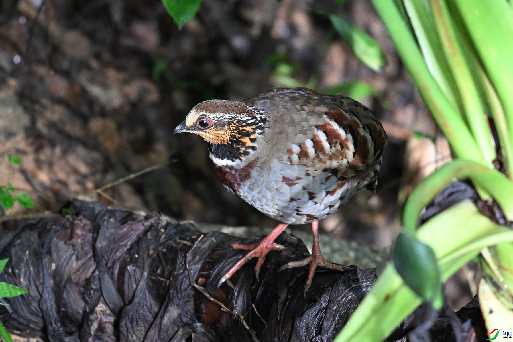 DSC_3788.JPG