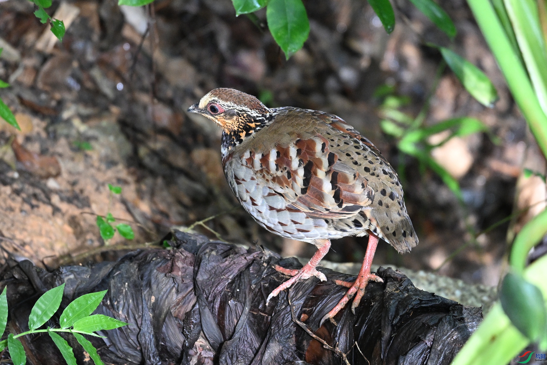 DSC_3805.JPG