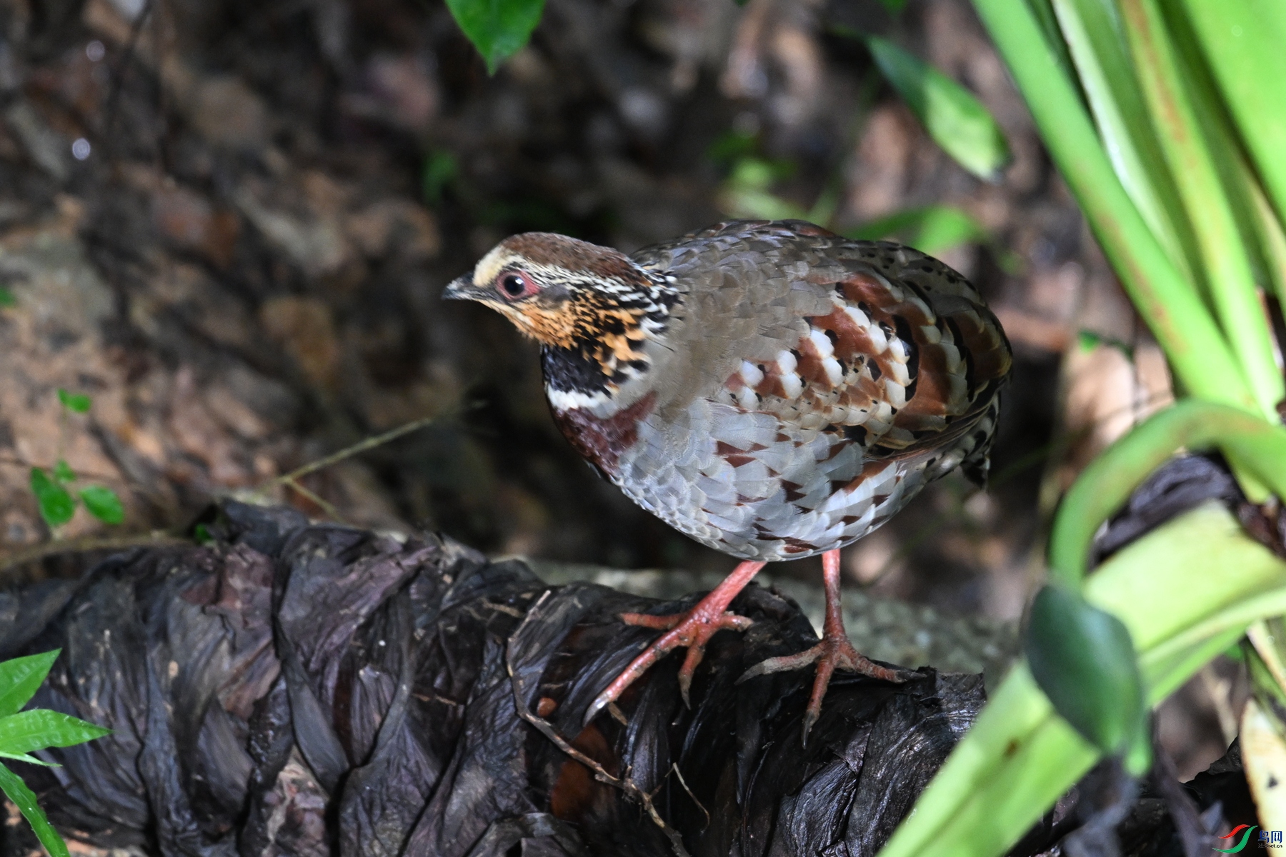 DSC_3790.JPG