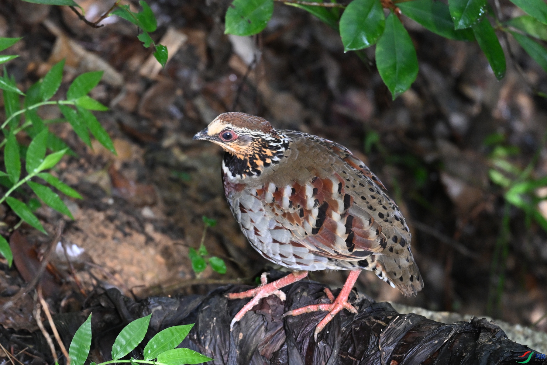 DSC_3808.JPG