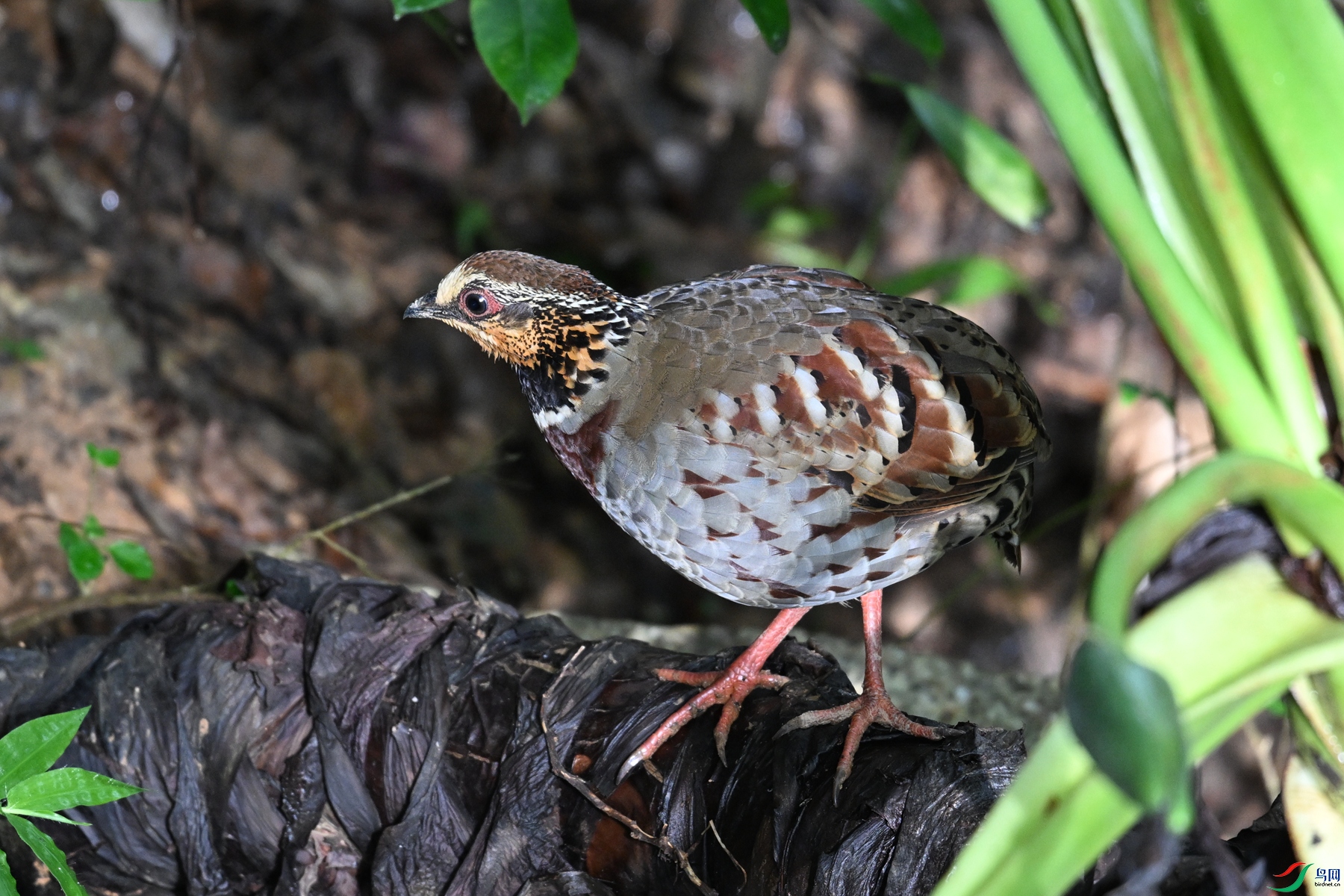 DSC_3793.JPG