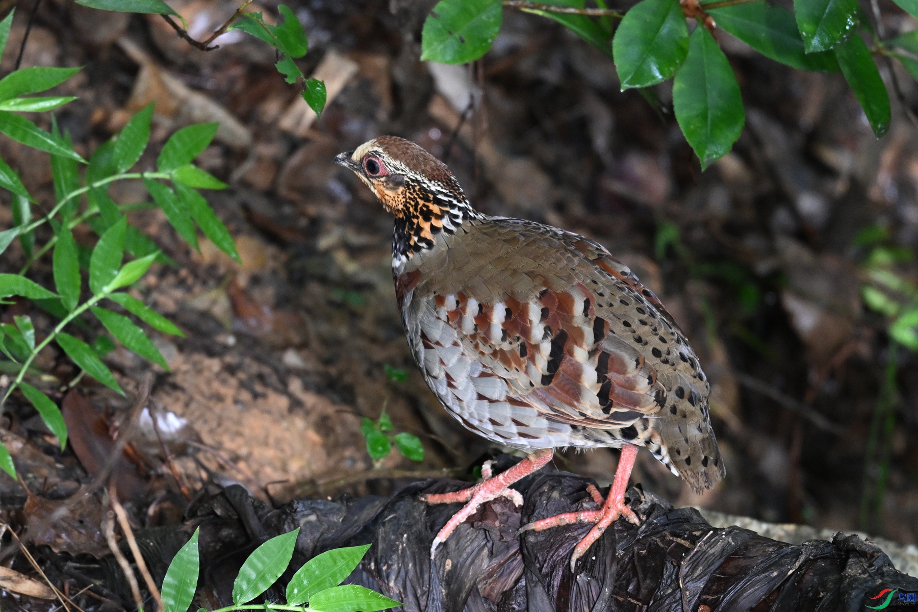 DSC_3811.JPG