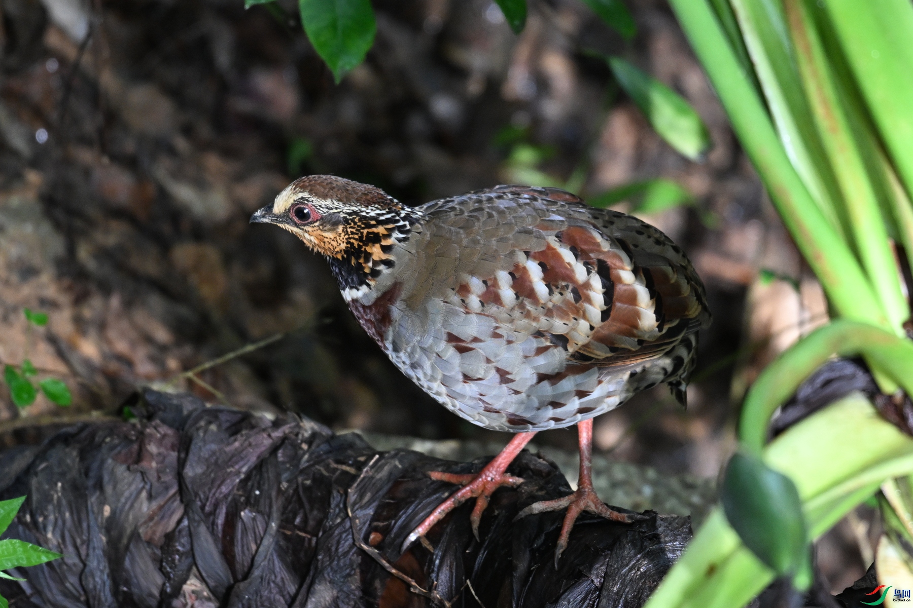 DSC_3796.JPG