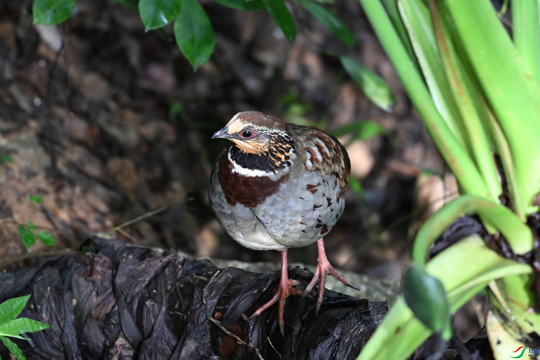 DSC_3776.JPG