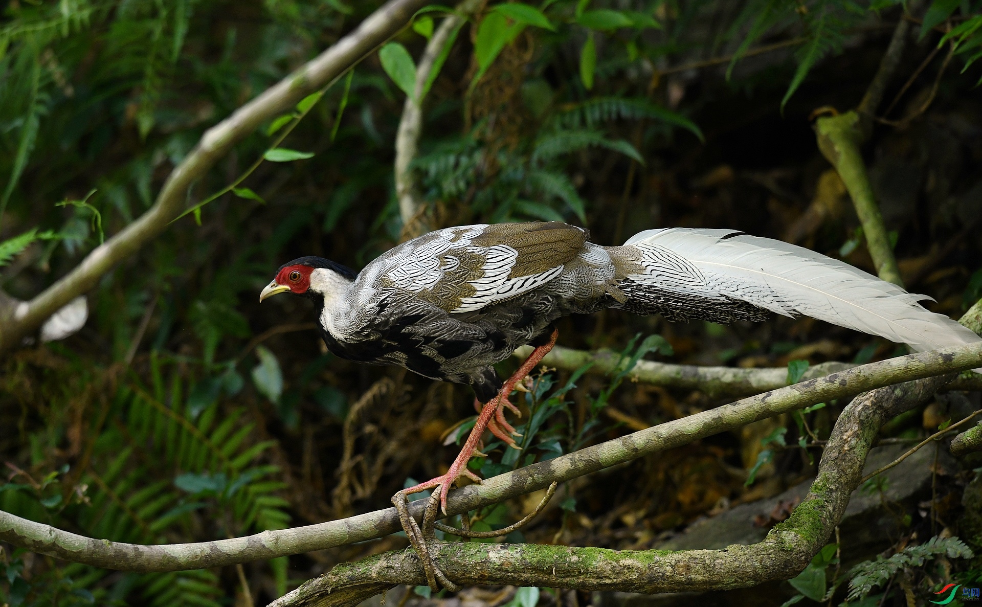 DSC_2524.jpg