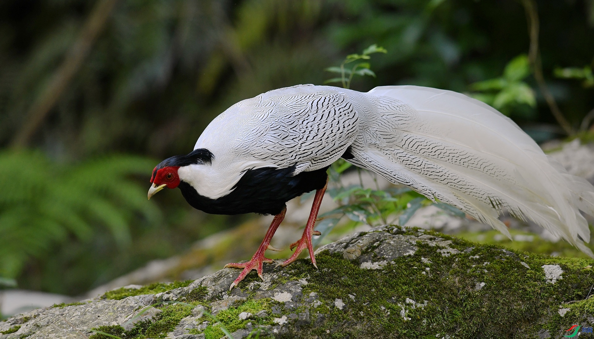 DSC_2412.jpg