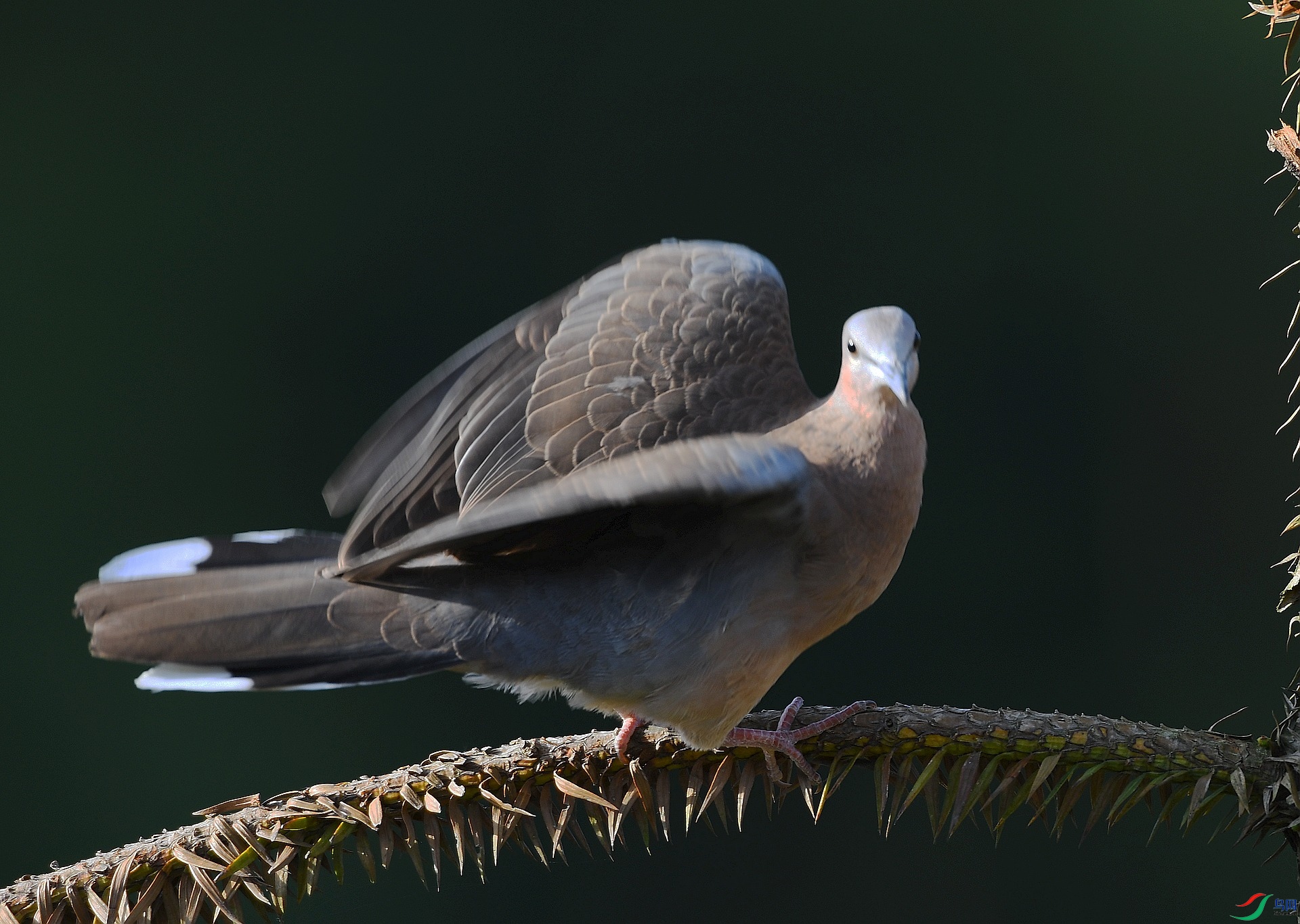 DSC_1723.jpg