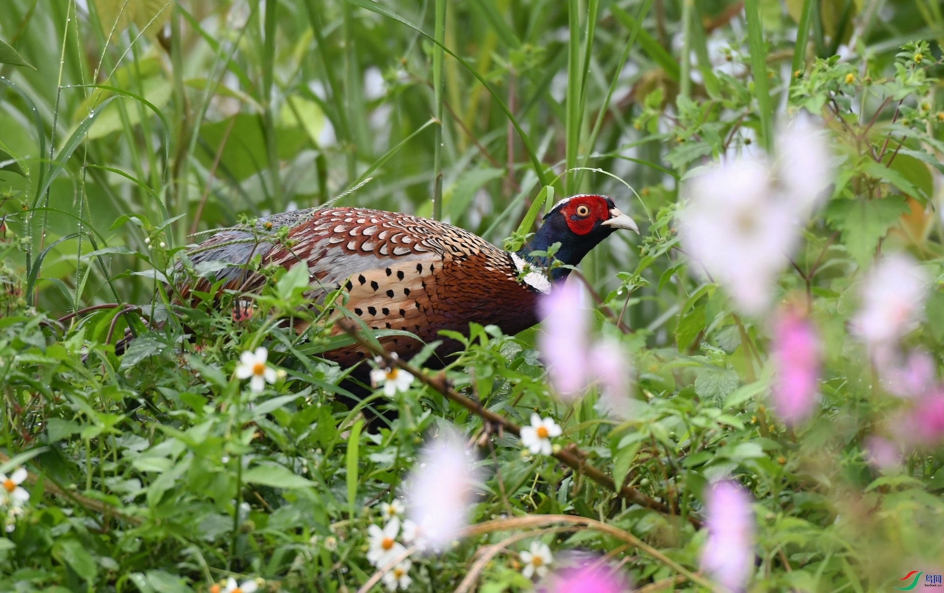 DSC_2381.jpg