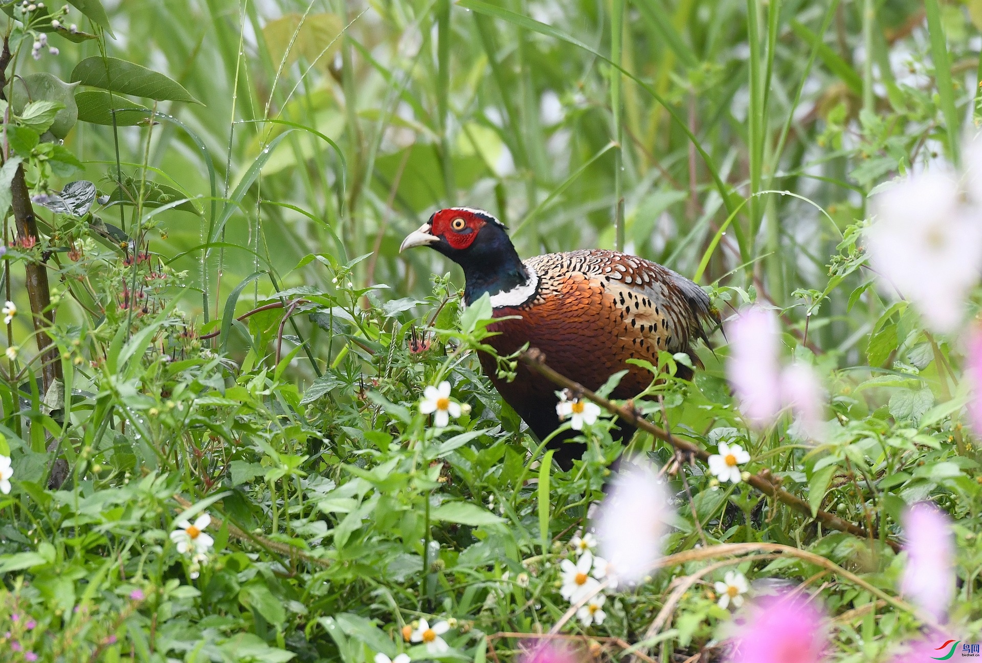 DSC_2392.jpg