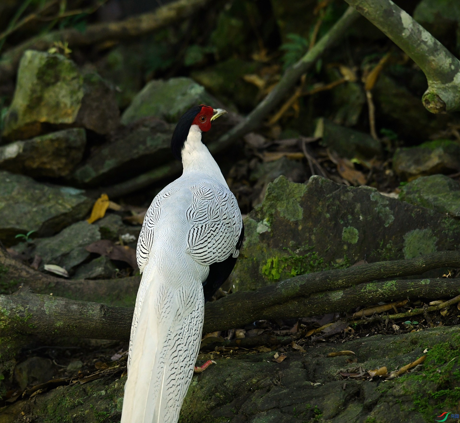 DSC_2375.jpg