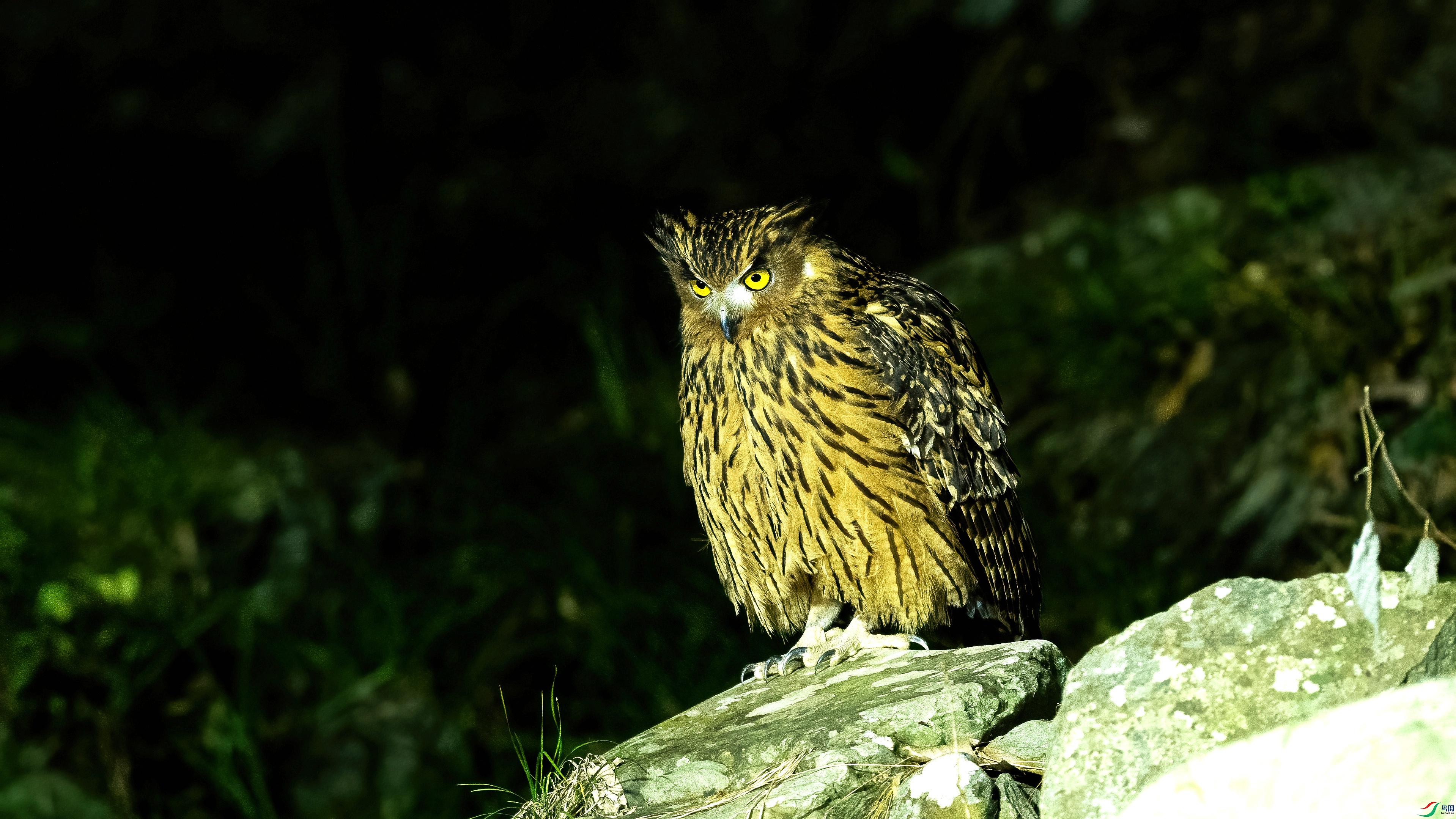 DSC_7995.jpg