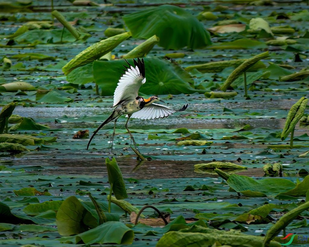 _DSC3800.jpg