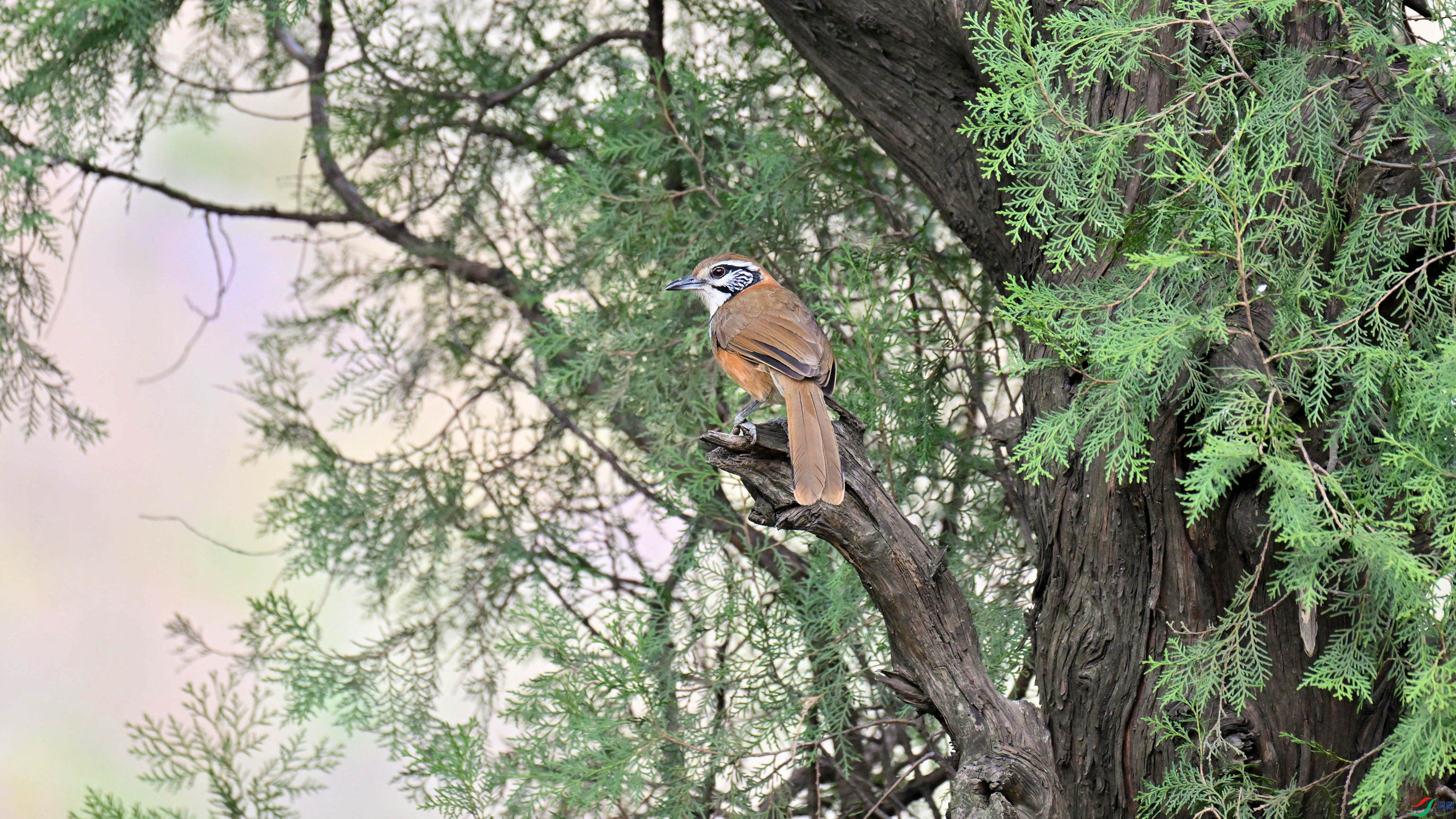 FQP_9770A����.jpg