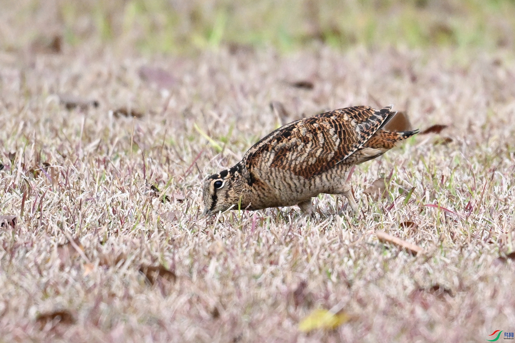 DSC_8654.JPG