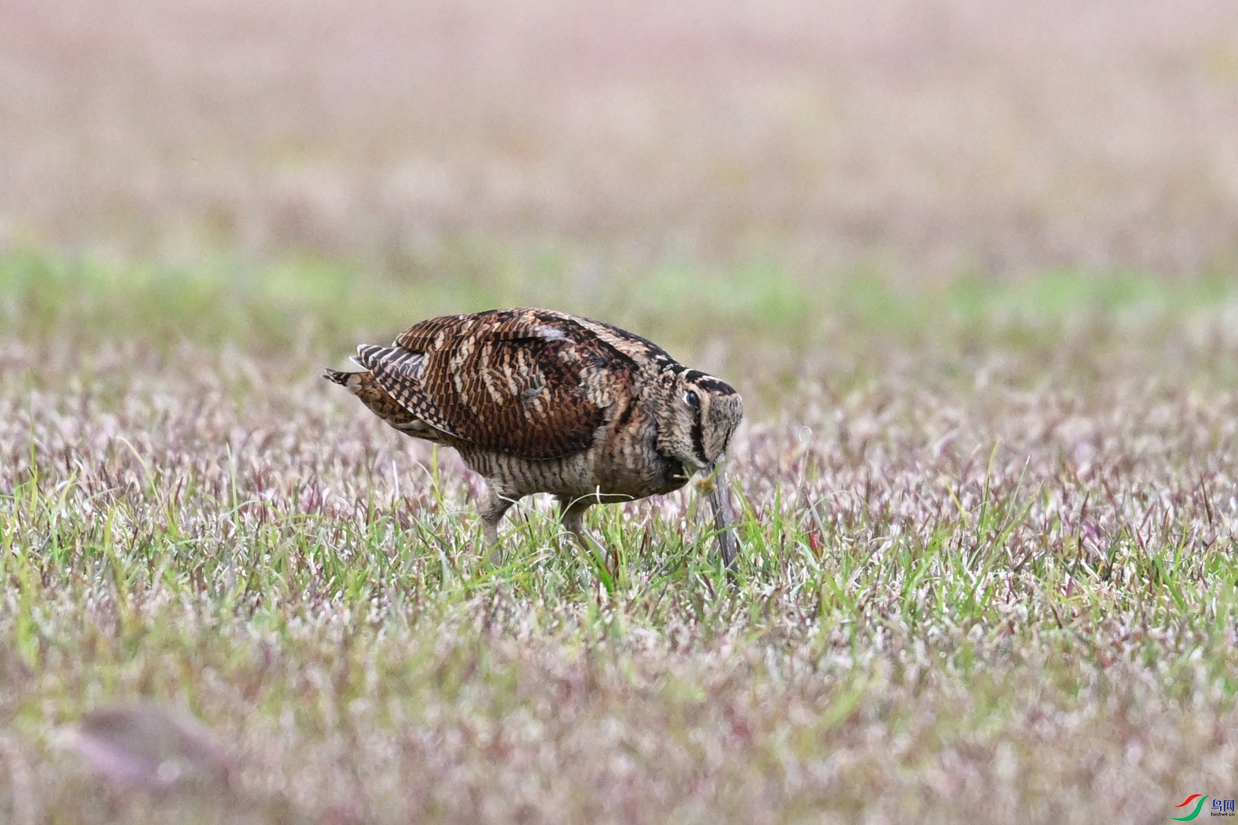 DSC_8689.JPG