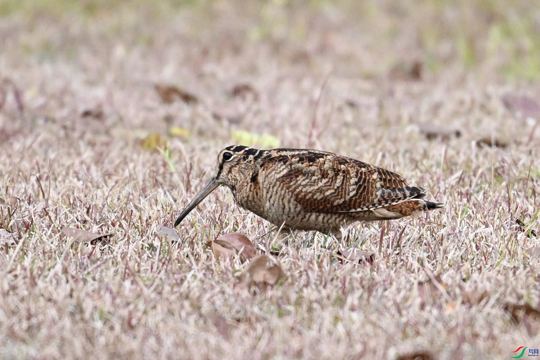 DSC_8657.JPG