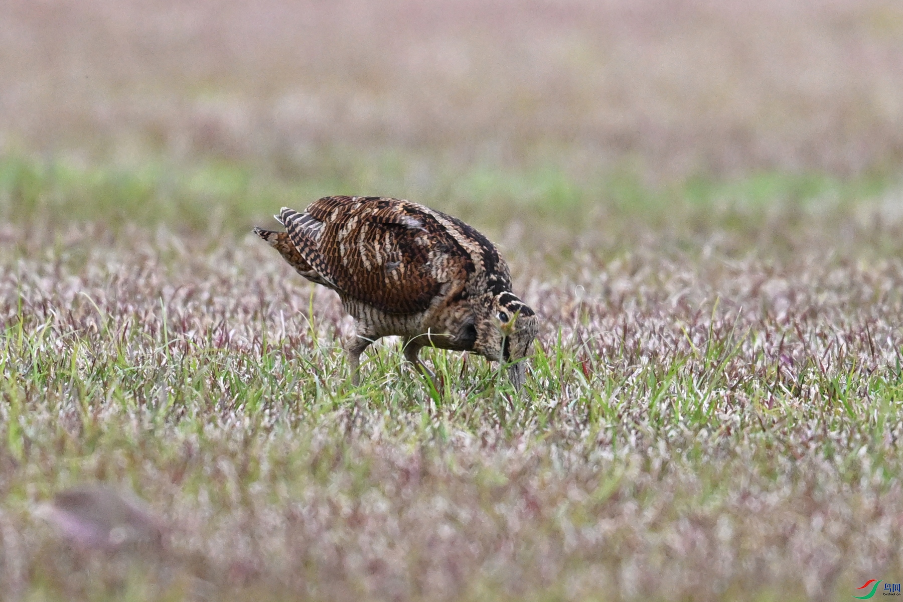 DSC_8691.JPG